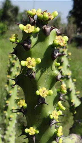  Stem with cyathial groups of threes-Male flowers developed